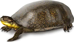 Blanding's Turtle
