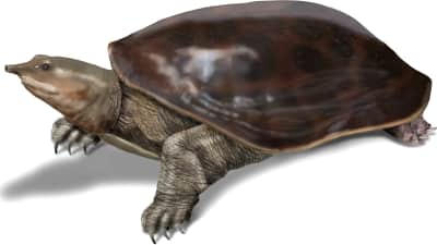 Florida Softshell Turtle