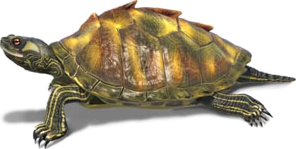 Escambia Map Turtle