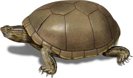 Sonoran Mud Turtle