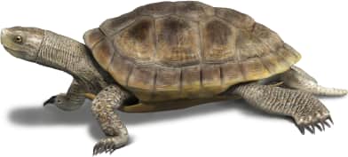 Western Pond Turtle