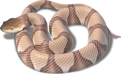Eastern Copperhead