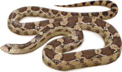 Gopher Snake — Sonoran Gophersnake