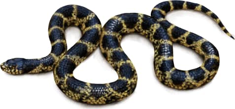 Desert Kingsnake
