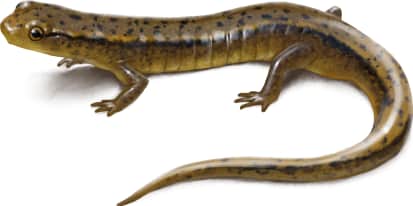 Northern Two-lined Salamander