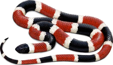 Sonoran Coralsnake