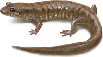 Northern Dusky Salamander