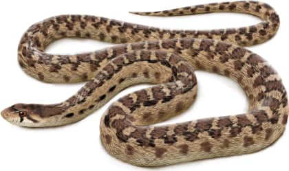 Gopher Snake