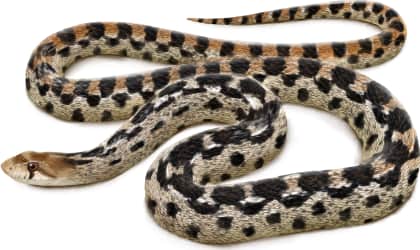 Gopher Snake — San Diego Gophersnake