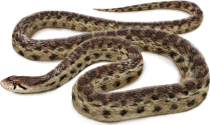 Gopher Snake — Santa Cruz Island Gophersnake