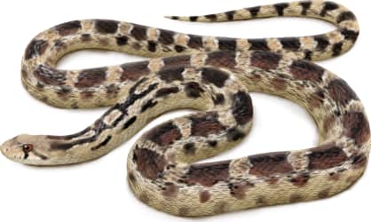 Gopher Snake — Great Basin Gophersnake