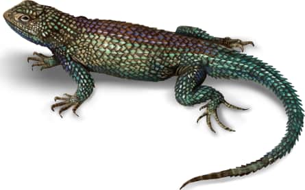 Granite Spiny Lizard