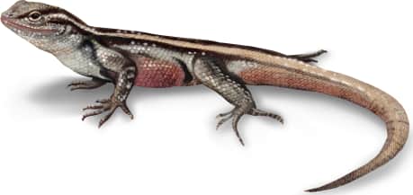 Rose-bellied Lizard
