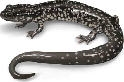 Western Slimy Salamander