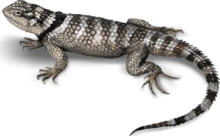 Crevice Spiny Lizard