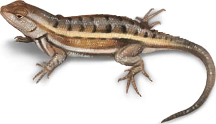 Striped Plateau Lizard