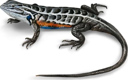 Slevin’s Bunch Grass Lizard