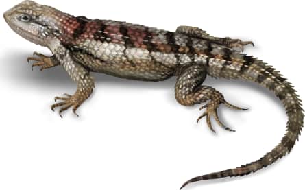 Texas Spiny Lizard