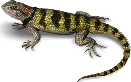 Yellow-backed Spiny Lizard