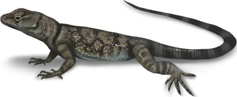 Banded Rock Lizard