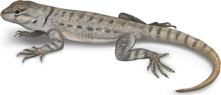 Canyon Lizard