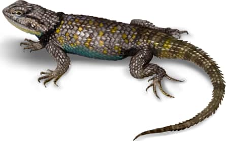 Desert Spiny Lizard