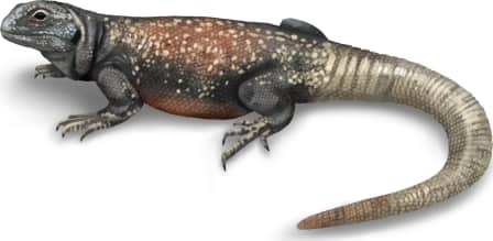 Common Chuckwalla