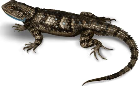 Clark's Spiny Lizard