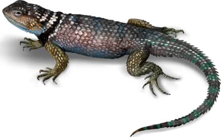 Blue Spiny Lizard