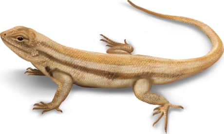 Dunes Sagebrush Lizard