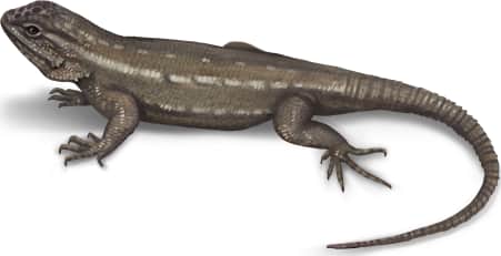Southwestern Fence Lizard