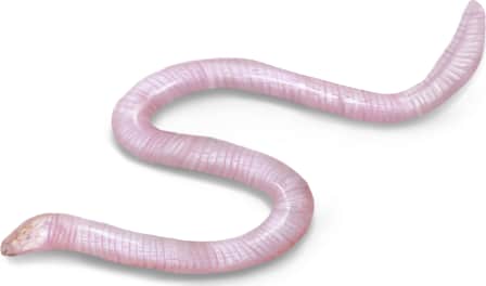 Florida Worm Lizard