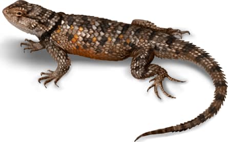 Twin-spotted Spiny Lizard