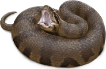 Florida Cottonmouth — Cottonmouth showing it's "cotton" mouth