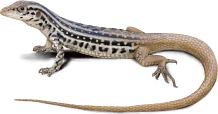 Plateau Spotted Whiptail
