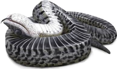 Southern Hognose Snake — Hognose playing dead