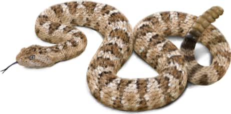 Panamint Rattlesnake