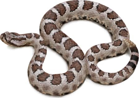 Western Massasauga