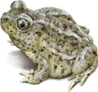 Great Basin Spadefoot