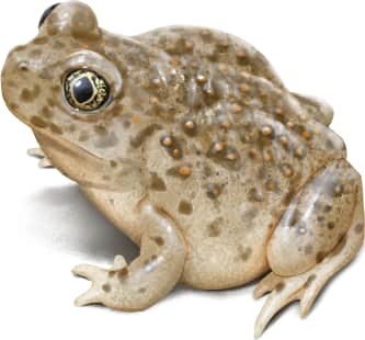 Western Spadefoot