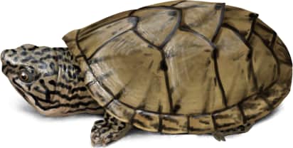 Stripe-necked Musk Turtle