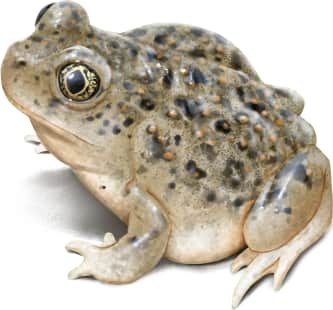 Mexican Spadefoot