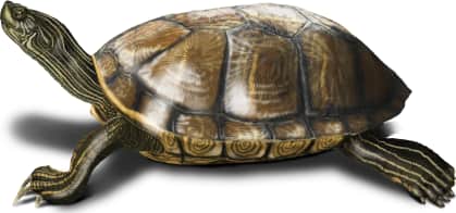 Texas Cooter