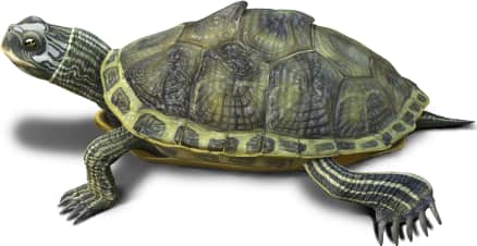 Pascagoula Map Turtle