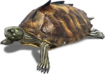 Ouachita Map Turtle