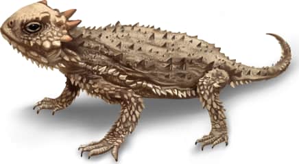 Desert Horned Lizard