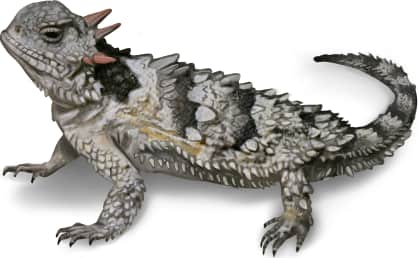 Blainville's Horned Lizard