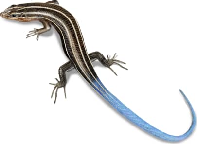 Southeastern Five-lined Skink — Juvenile Five-lined Skink