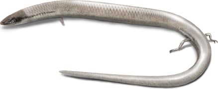 Florida Sand Skink