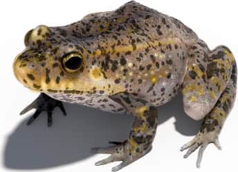 Dusky Gopher Frog